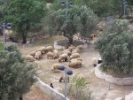 Nabi Samuel - Sheep grazing