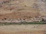 Tel Be'er Sheva - Bedowin herder and flocks along wadi