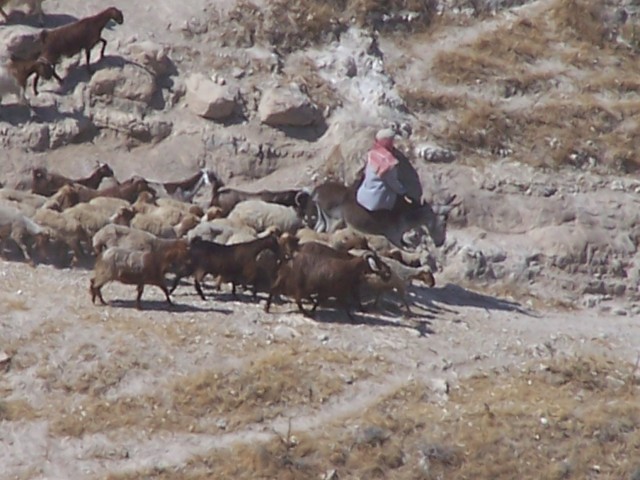 Pella - Goat herder and his flock