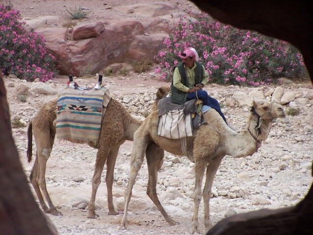 Petra - Camels to ride