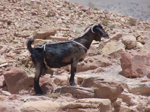 Petra - Goat