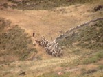 Sheep near Jerusalem