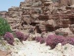 Petra - looking up a wadi