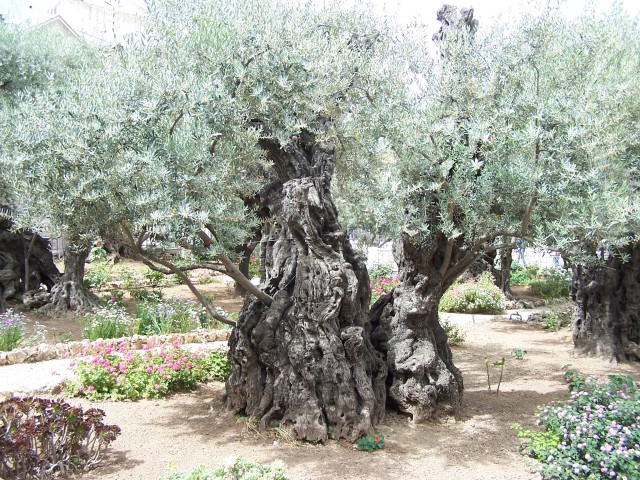 Mt Olive - Olive Tree