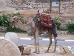 Jericho - Camel waiting for a rider