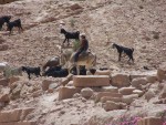 Petra - Goat and goat herder on donkey
