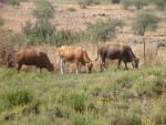 Cattle at Bashan